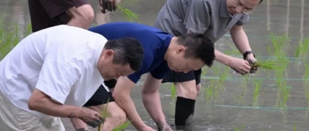 阿里与蚂蚁核心高管在杭州集体插秧,周靖人现身打破离职传闻 配图