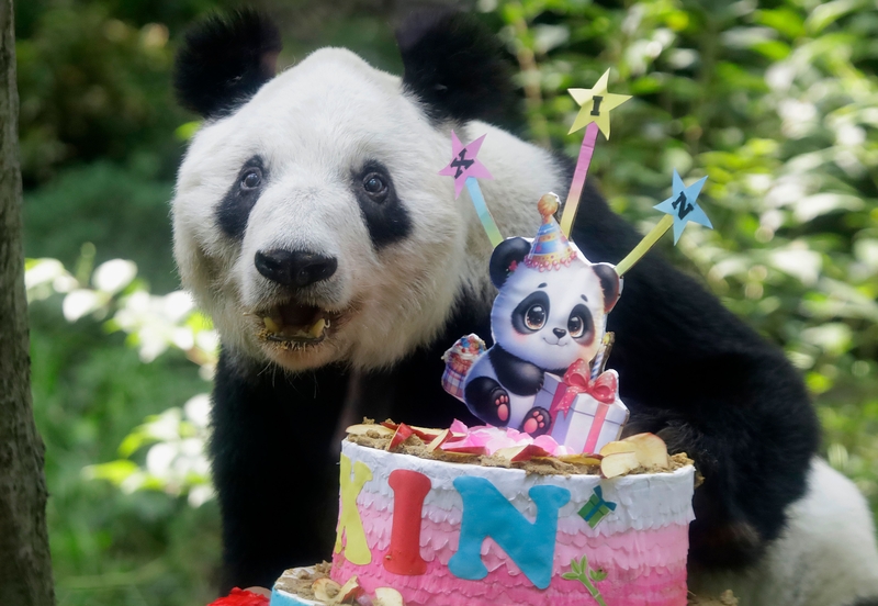 拉美唯一大熊猫“欣欣”在墨西哥城庆祝36岁生日 配图