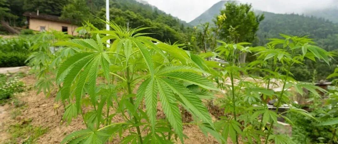 群众用AI识图发现大麻,湖北兴山警方铲除300余株原植株 配图