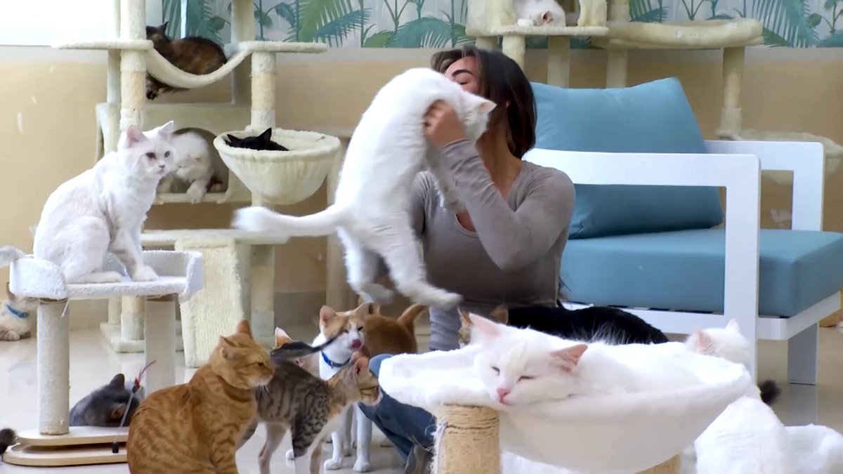阿联酋女子将个人救猫行动扩展为阿治曼流浪猫收容所 配图