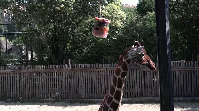欧洲遭遇极端高温，罗马动物园为动物提供冰冻食物消暑 配图