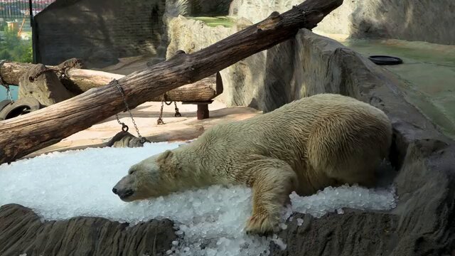 布拉格动物园为北极熊和猩猩提供冰雪降温应对41.5度热浪 配图