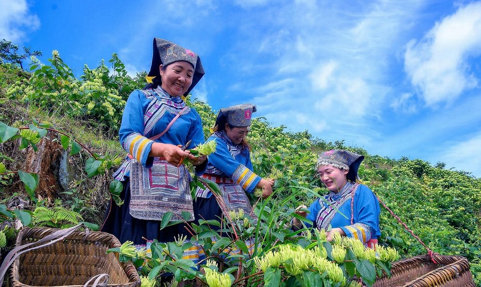 湖南溆浦县金银花进入采收季，规模化种植带动农户增收 配图