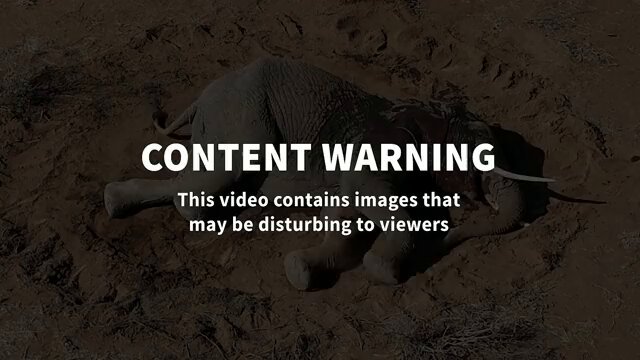 肯尼亚神秘疾病已致至少20头大象死亡 配图