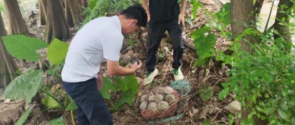 广州中心城区首次发现完整恐龙蛋化石 配图